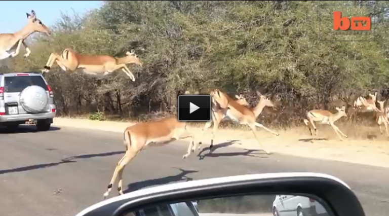 These Impala Antelope Are Running. What Happens Next Is Mind Boggling.