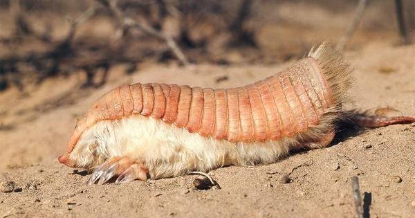 We Couldn’t Get Enough Of These 10 Downright Bizarre Animals In 2014