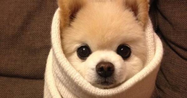 These 21 Animals Are Doing A Better Job Staying Warm Than You In Winter