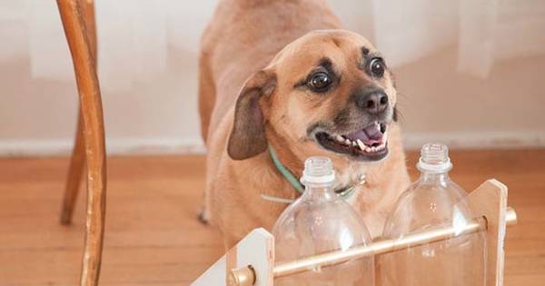 Your Pets Will Go Nuts Over These 15 Simple Gifts You Can Make For Them At Home