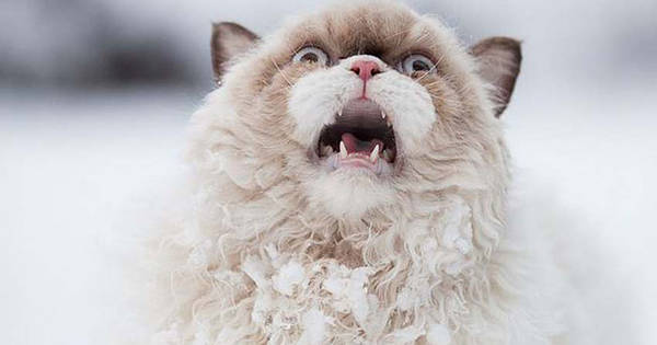 What Happened When 15 Animals Experienced Snow For The Very First Time Is Hysterical