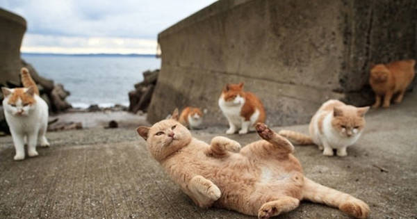 If You Love Cats, Then You Need to Visit At Least ONE of These 11 Places. Trust Me.