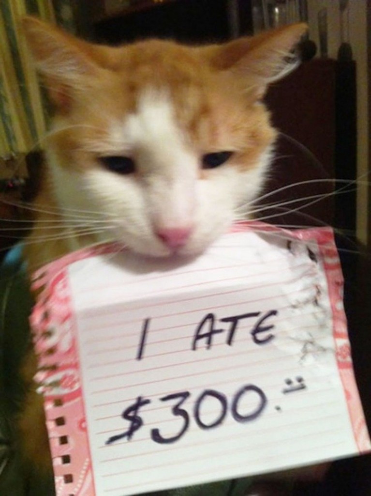 20 Cats Who Really Should Have Known Better
