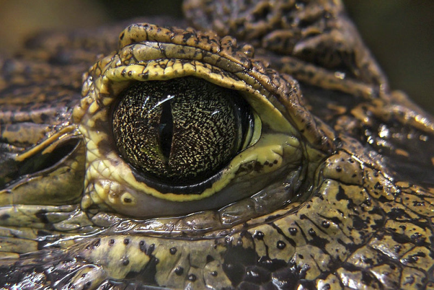 16 Fun Facts about Crocodiles